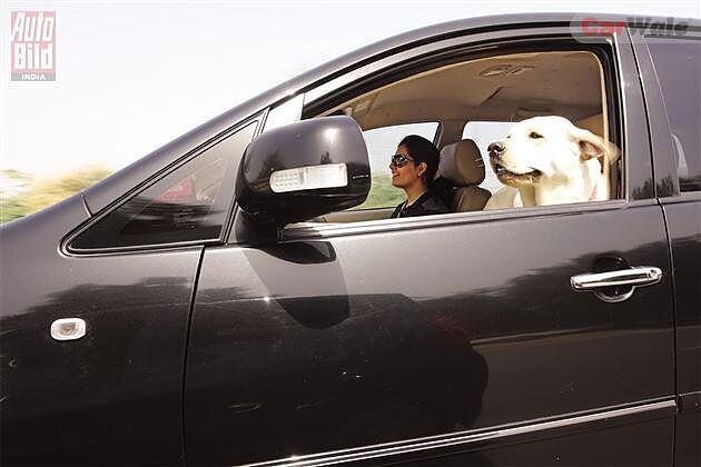 how should a dog travel in a car