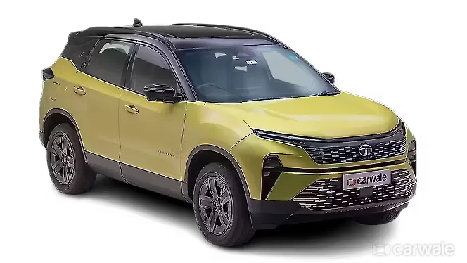 Sunlit Yellow With Dual Tone