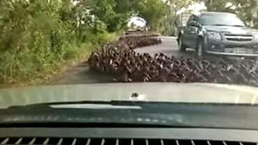 It’s raining ducks on this road in Thailand!