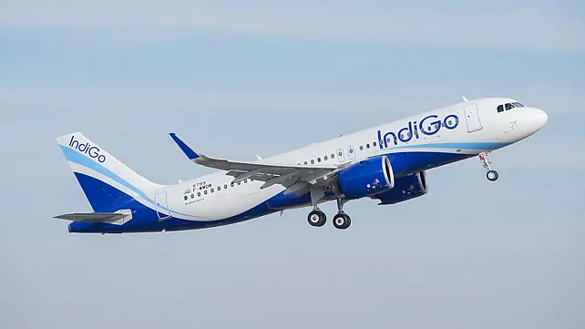 Indigo Indigo